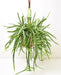 Lepismium Bolivianum