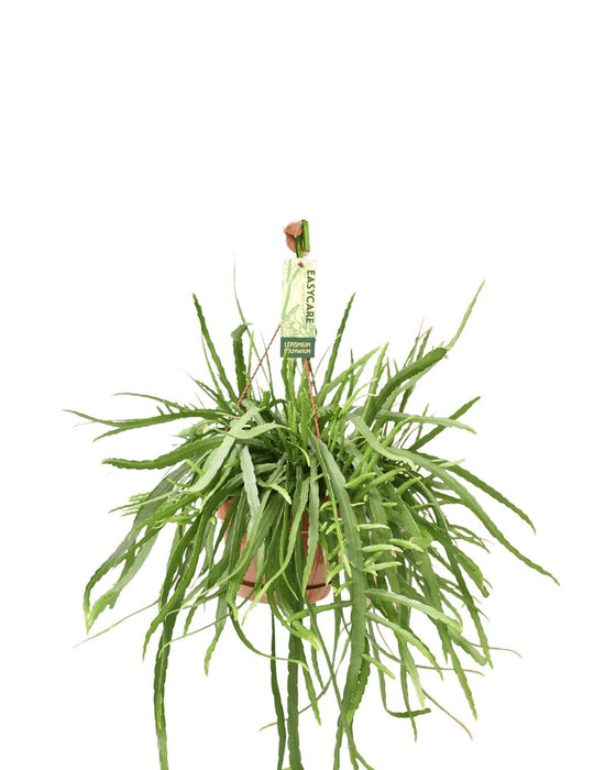 Lepismium Bolivianum