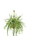 Lepismium Bolivianum
