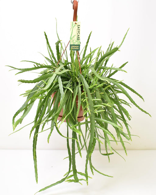 Lepismium Bolivianum