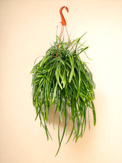 Lepismium Bolivianum