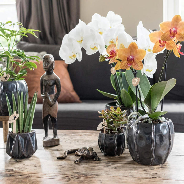 Dekorativ Sort/Guld Firben Til Planter