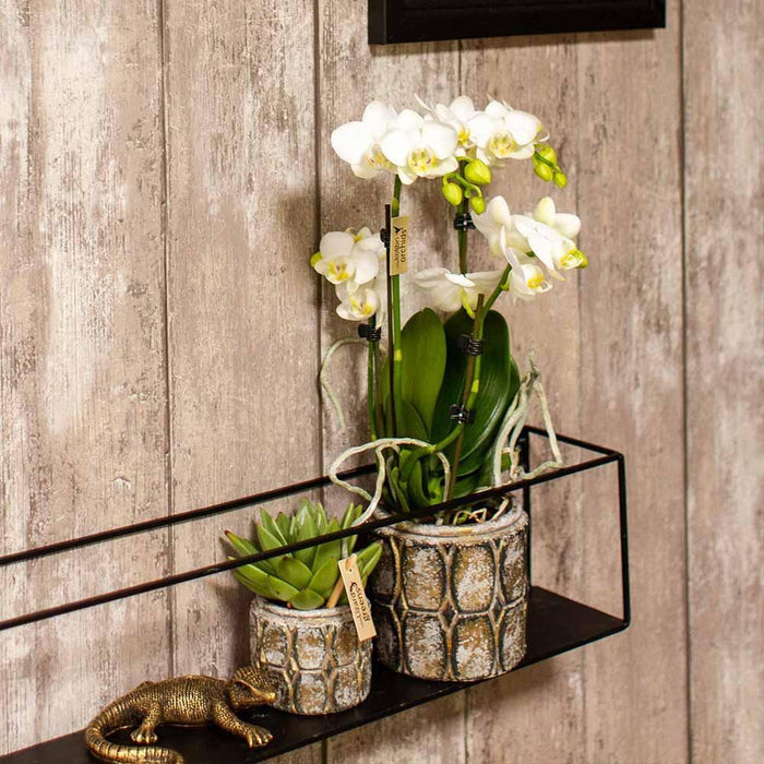 Dekorativ Sort/Guld Firben Til Planter