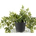 Kunstig Ivy Potted 70Cm UV-Resistent Plast