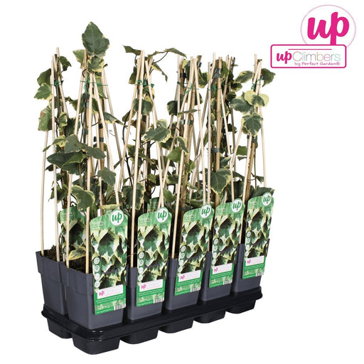 Ivy Hedera Colchica 'Dentata Variegata' - ↨65Cm - Ø15 - Udendørs Plante
