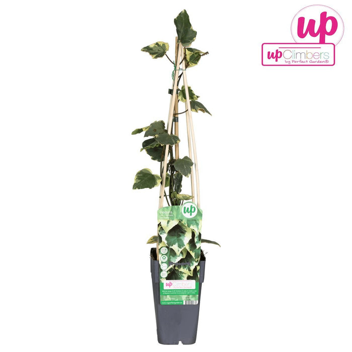 Ivy Hedera Colchica 'Dentata Variegata' - ↨65Cm - Ø15 - Udendørs Plante