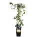 Ivy Hedera Colchica 'Dentata Variegata' - ↨65Cm - Ø15 - Udendørs Plante