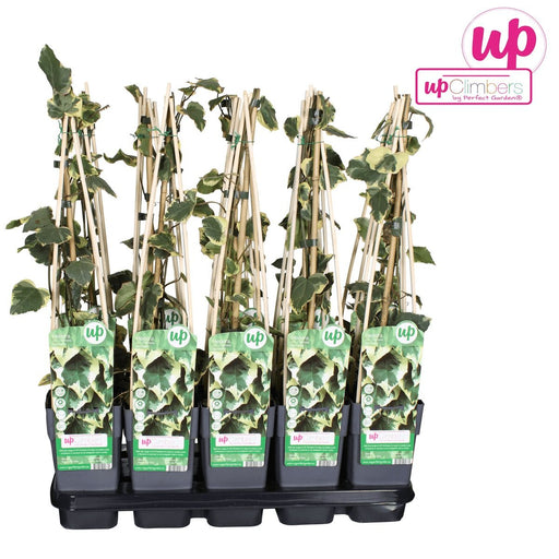 Ivy Hedera Colchica 'Dentata Variegata' - ↨65Cm - Ø15 - Udendørs Plante