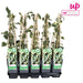Ivy Hedera Colchica 'Dentata Variegata' - ↨65Cm - Ø15 - Udendørs Plante