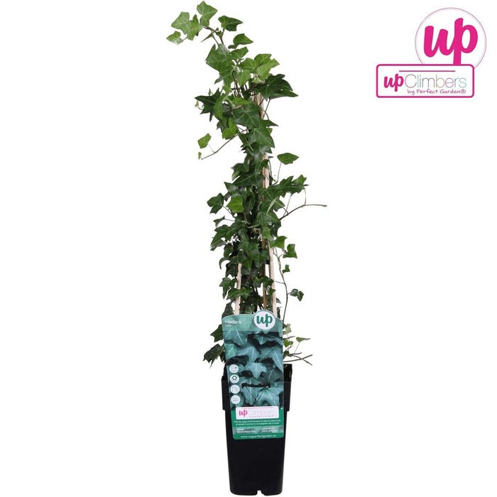 Ivy Hedera Helix - ↨65Cm - Ø15 - Klatre Udendørs Plante