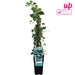 Ivy Hedera Helix - ↨65Cm - Ø15 - Klatre Udendørs Plante