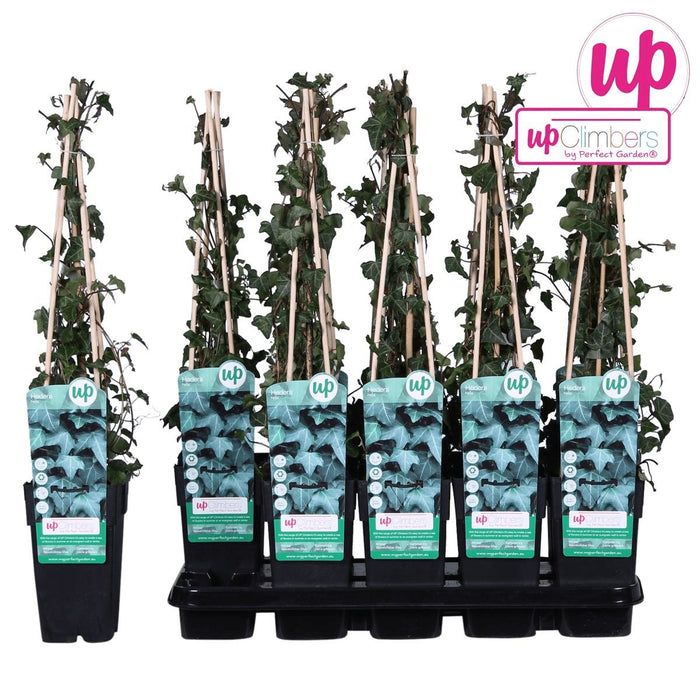 Ivy Hedera Helix - ↨65Cm - Ø15 - Klatre Udendørs Plante
