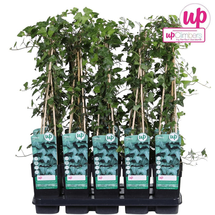 Ivy Hedera Helix - ↨65Cm - Ø15 - Klatre Udendørs Plante