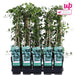 Ivy Hedera Helix - ↨65Cm - Ø15 - Klatre Udendørs Plante