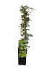 Ivy Hedera Helix - ↨65Cm - Ø15 - Klatre Udendørs Plante