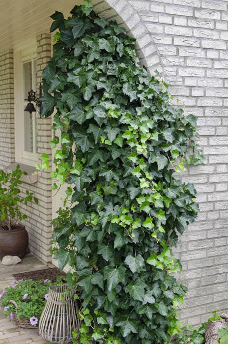 Ivy Hedera Helix - ↨65Cm - Ø15 - Klatre Udendørs Plante