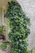 Ivy Hedera Helix - ↨65Cm - Ø15 - Klatre Udendørs Plante