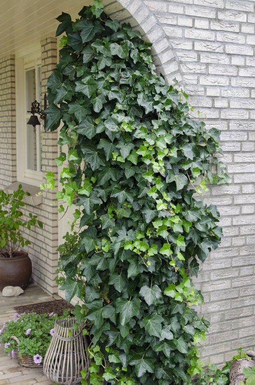 Ivy Hedera Helix - ↨65Cm - Ø15 - Klatre Udendørs Plante