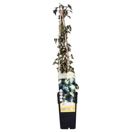 Ivy Hedera Helix 'Goldheart' - ↨65Cm - Ø15 - Udendørs Plante