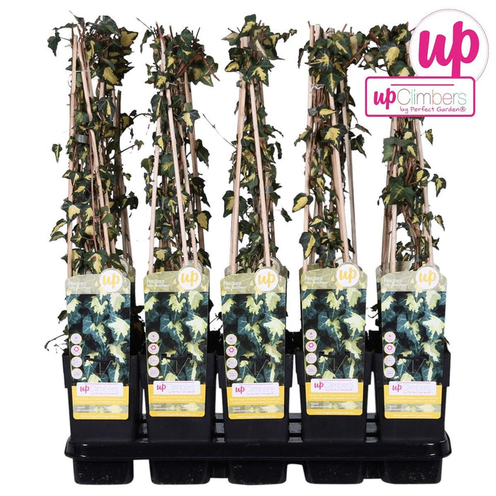 Ivy Hedera Helix 'Goldheart' - ↨65Cm - Ø15 - Udendørs Plante