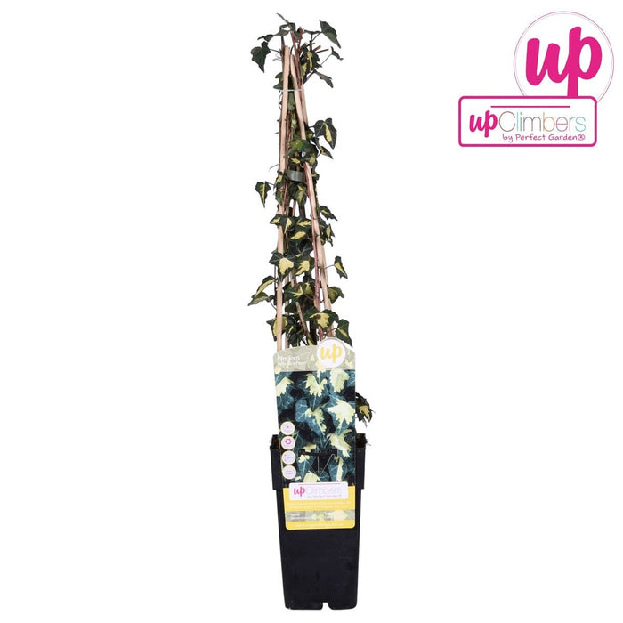 Ivy Hedera Helix 'Goldheart' - ↨65Cm - Ø15 - Udendørs Plante