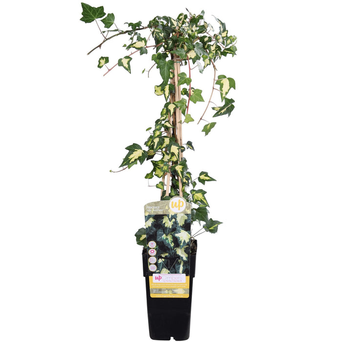Ivy Hedera Helix 'Goldheart' - ↨65Cm - Ø15 - Udendørs Plante