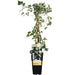 Ivy Hedera Helix 'Goldheart' - ↨65Cm - Ø15 - Udendørs Plante