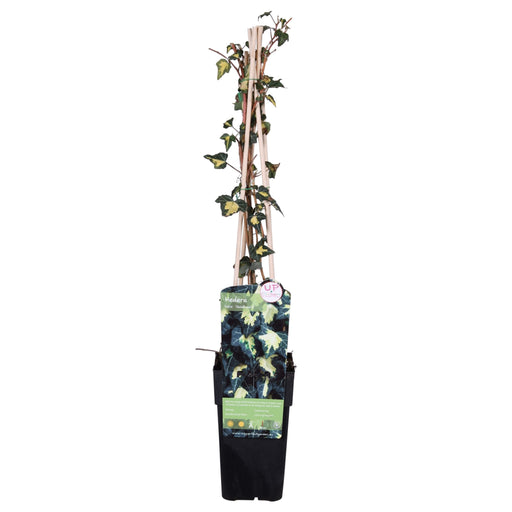 Ivy Hedera Helix 'Goldheart' - ↨65Cm - Ø15 - Udendørs Plante