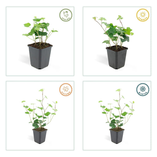 Ivy Hedera Hibernica - Sæt Med 6 Stk