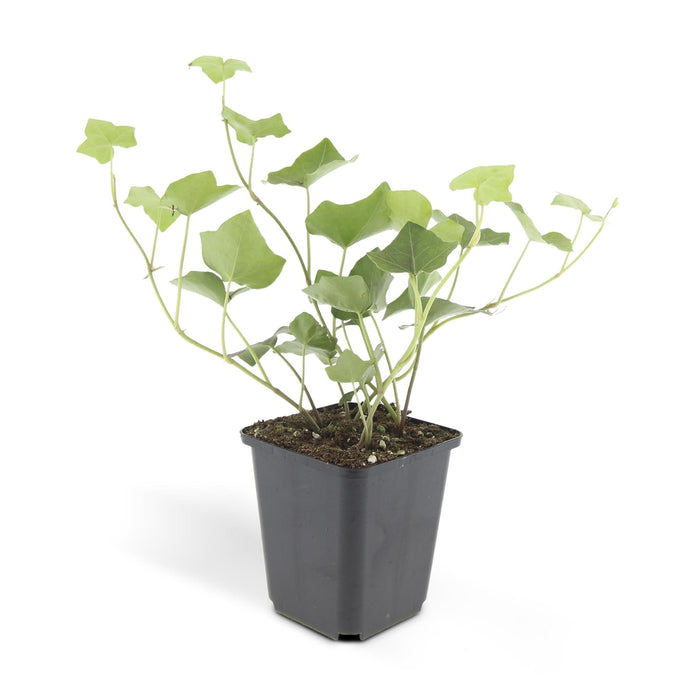 Ivy Hedera Hibernica - Sæt Med 6 Stk