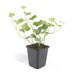 Ivy Hedera Hibernica - Sæt Med 6 Stk