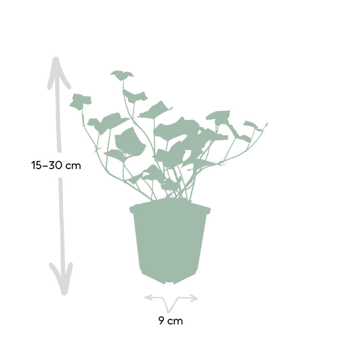 Ivy Hedera Hibernica - Sæt Med 6 Stk