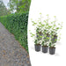 Ivy Hedera Hibernica - Sæt Med 6 Stk