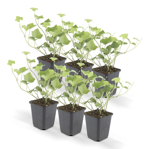 Ivy Hedera Hibernica - Sæt Med 6 Stk