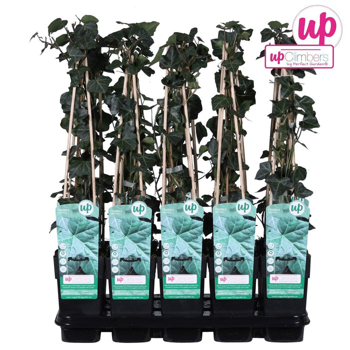 Ivy - Hedera Irish - ↨65Cm - Ø15 - Klatre Udendørs Plante