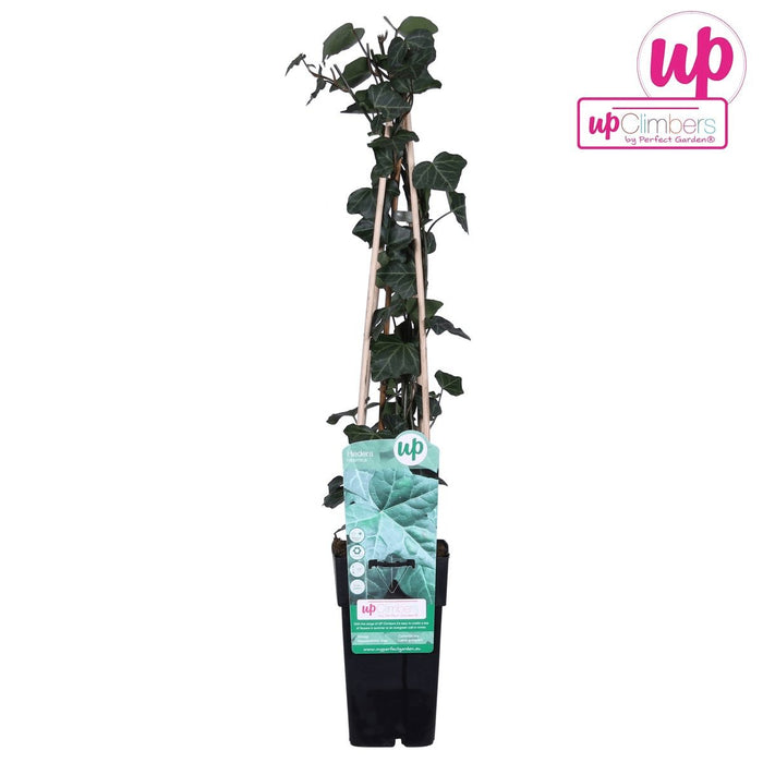 Ivy - Hedera Irish - ↨65Cm - Ø15 - Klatre Udendørs Plante