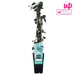 Ivy - Hedera Irish - ↨65Cm - Ø15 - Klatre Udendørs Plante