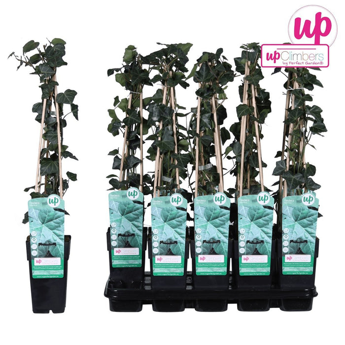 Ivy - Hedera Irish - ↨65Cm - Ø15 - Klatre Udendørs Plante