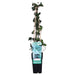 Ivy - Hedera Irish - ↨65Cm - Ø15 - Klatre Udendørs Plante