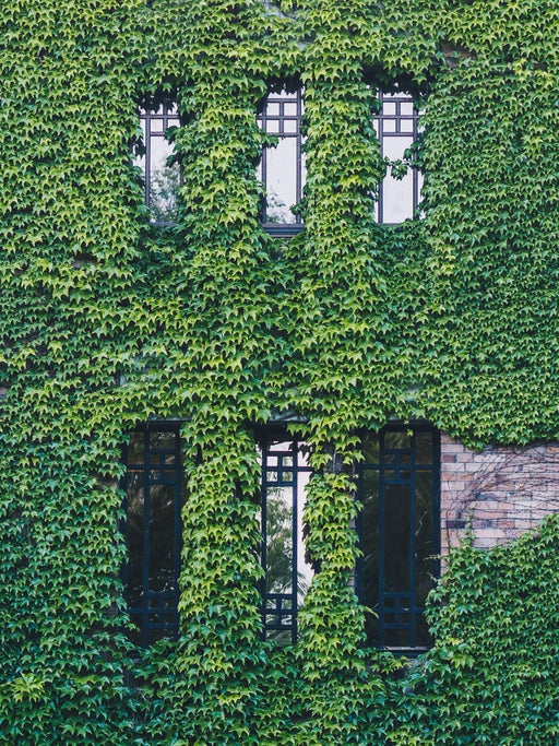 Ivy - Hedera Irish - ↨65Cm - Ø15 - Klatre Udendørs Plante