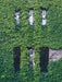 Ivy - Hedera Irish - ↨65Cm - Ø15 - Klatre Udendørs Plante