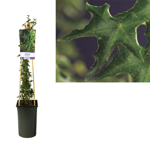 Ivy Ivalace Hedera D17Cm H75Cm