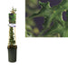 Ivy Ivalace Hedera D17Cm H75Cm