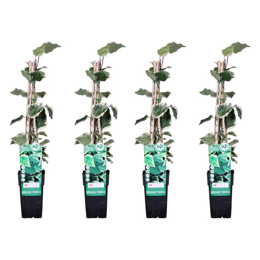 Ivy - Sæt Med 4 - ↨65Cm - Ø15 - Udendørs Klatreplante