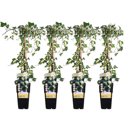 Ivy Variegata - Sæt Med 4 - ↨65Cm - Ø15 - Udendørs Klatreplante