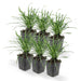 Liriope Muscari 'Big Blue' - Sæt Med 6 Stk