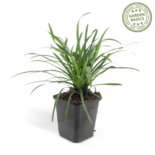 Liriope Muscari 'Big Blue' - Sæt Med 6 Stk