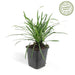 Liriope Muscari 'Big Blue' - Sæt Med 6 Stk