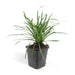 Liriope Muscari 'Big Blue' - Sæt Med 6 Stk