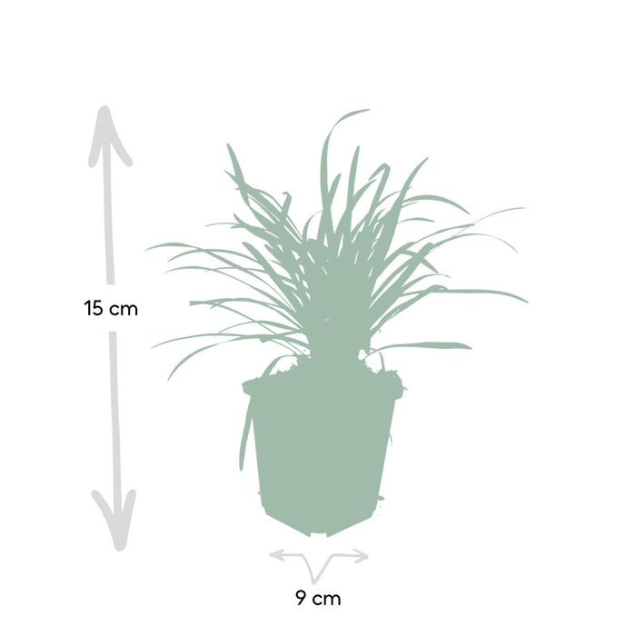 Liriope Muscari 'Big Blue' - Sæt Med 6 Stk